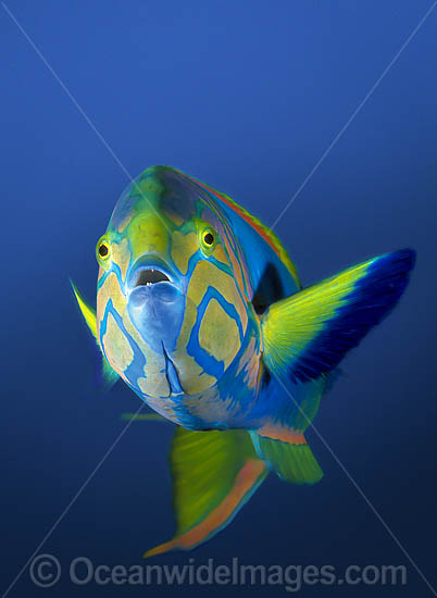 Sunset Wrasse Thalassoma lutescens photo