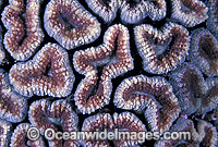 Mussid Coral Lobophyllia sp. Photo - Gary Bell