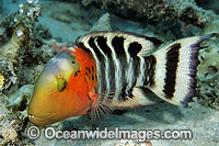Scarlet-breasted Maori Wrasse Photo - Gary Bell