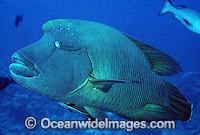 Napolean Wrasse Remora Suckerfish Photo - Gary Bell