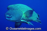 Napolean Wrasse Humphead Maori Wrasse Photo - Gary Bell