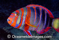 Harlequin Tuskfish Choerodon fasciatus Photo - Gary Bell