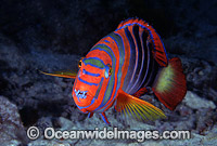 Harlequin Tuskfish Choerodon fasciatus Photo - Gary Bell