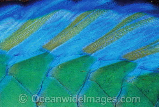 Bridled Parrotfish anal fin Scarus frentaus photo Bridled Parrotfish anal fin Scarus frentaus photo