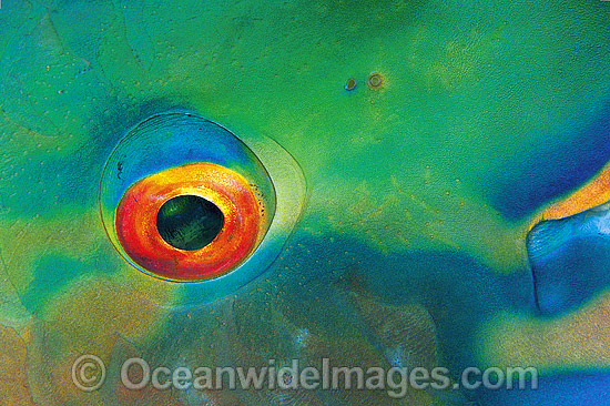 Bridled Parrotfish pectoral fin scale photo Bridled Parrotfish pectoral fin scale photo