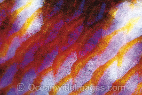Red Goatfish scale detail photo Red Goatfish scale detail photo