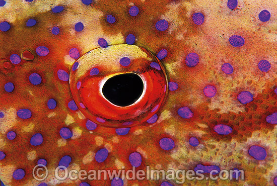 White-edged Lyretail Cod eye photo White-edged Lyretail Cod eye photo