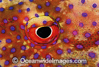 White-edged Lyretail Cod eye Photo - Gary Bell