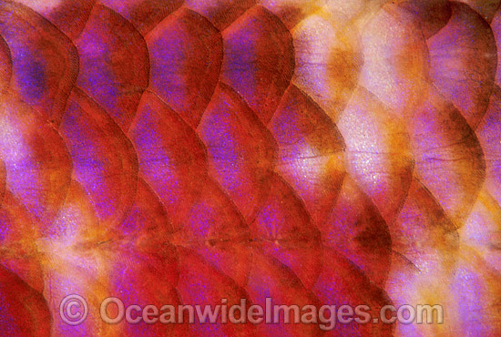 Red Goatfish Parupeneus sp. photo Red Goatfish Parupeneus sp. photo