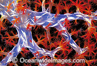 Soft Coral Dendronephthya sp. Photo - Gary Bell