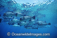 Schooling Humphead Parrotfish Photo - Gary Bell