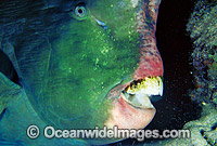 Humphead Parrotfish Bolbometopon muricatum Photo - Gary Bell