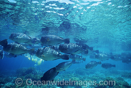 Schooling Humphead Parrotfish photo Schooling Humphead Parrotfish photo