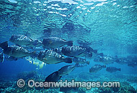Schooling Humphead Parrotfish Photo - Gary Bell