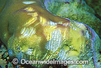 Coral with Parrotfish bite marks Photo - Gary Bell