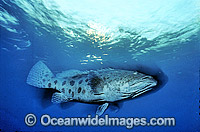 Potato Cod Epinephelus tukula Photo - Gary Bell