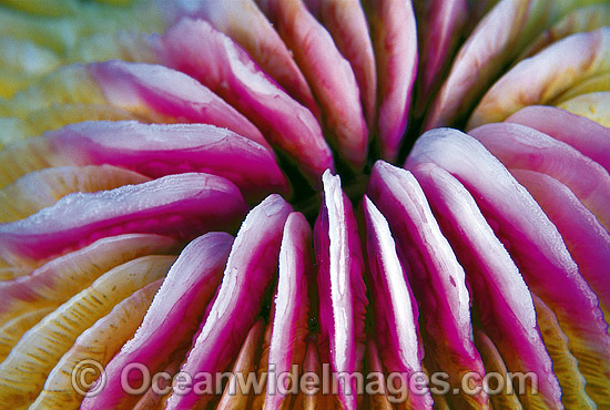 Mushroom Coral Fungia sp. photo Mushroom Coral Fungia sp. photo