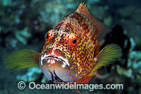 White-edged Lyretail Cod Variola albomarginata Photo - Gary Bell