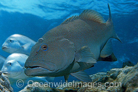 Coral Trout Plectropomus leopardus photo Coral Trout Plectropomus leopardus photo