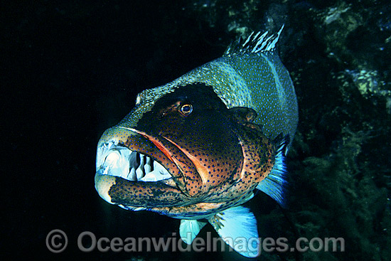 Footballer Trout Plectropomus laevis photo Footballer Trout Plectropomus laevis photo