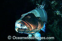 Footballer Trout Plectropomus laevis Photo - Gary Bell