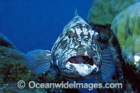 Coral Trout Plectropomus leopardus Photo - Gary Bell