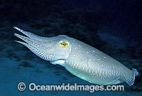 Broadclub Cuttlefish Sepia latimanus Photo - Gary Bell