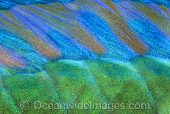 Bridled Parrotfish dorsal fin Scarus frentaus photo Bridled Parrotfish dorsal fin Scarus frentaus photo