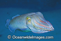 Broadclub Cuttlefish Sepia latimanus Photo - Gary Bell