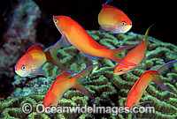 Schooling Redfin Anthias Photo - Gary Bell