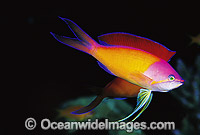 Redfin Anthias during courtship display Photo - Gary Bell