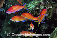 Schooling Redfin Anthias Pseudanthias dispar Photo - Gary Bell