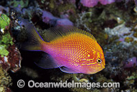 Sunburst Anthias Serranocirrhitus latus Photo - Gary Bell