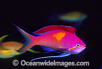 Redfin Anthias courtship display Photo - Gary Bell
