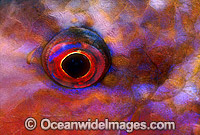 Red Goatfish eye Photo - Gary Bell