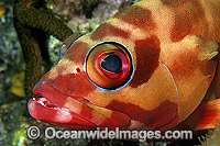 Black-tipped Grouper night colour Photo - Gary Bell