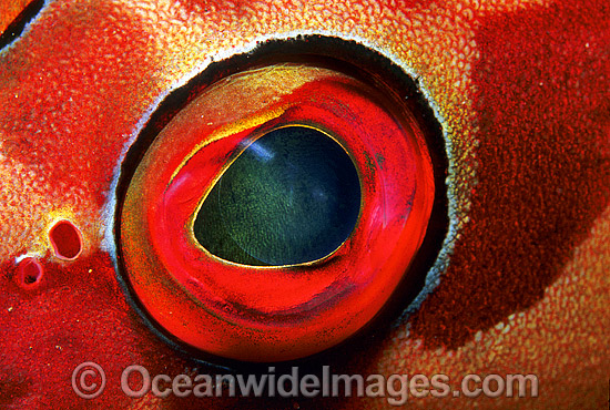 Black-tipped Grouper eye photo Black-tipped Grouper eye photo