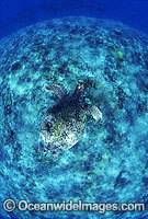 Green Sea Turtle swimming over coral reef Photo - Gary Bell