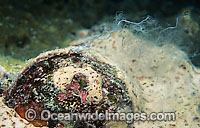 Bi-valve spawning Photo - Gary Bell