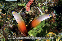 Red Fire Goby or Fire Dartfish Photo - Gary Bell