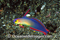 Purple Fire Goby or Elegant Dartfish Photo - Gary Bell