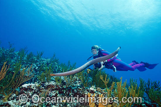 Scuba Diver photographing Olive Sea Snake photo Scuba Diver photographing Olive Sea Snake photo