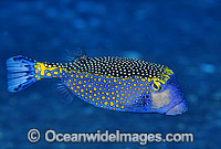 Spotted Boxfish Ostracion meleagris Photo - Gary Bell