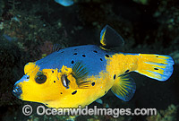 Black-spotted Pufferfish Arothron nigropunctatus Photo - Gary Bell