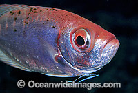 Cleaner Wrasse cleaning Glasseye Photo - Gary Bell