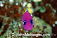 Royal Dottyback Photo - Gary Bell