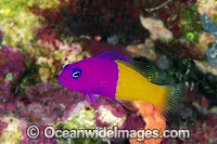 Royal Dottyback Pseudochromis paccagnellae Photo - Gary Bell
