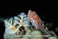 Variegated Lizardfish Synodus variegatus Photo - Gary Bell