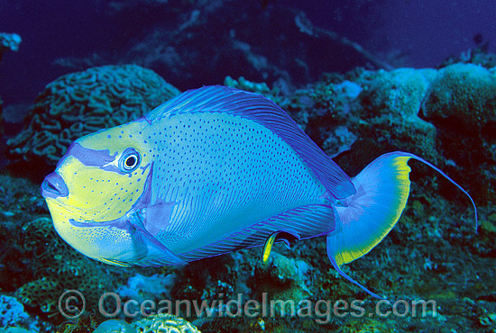 Big-nose Unicornfish Naso vlamingii photo Big-nose Unicornfish Naso vlamingii photo