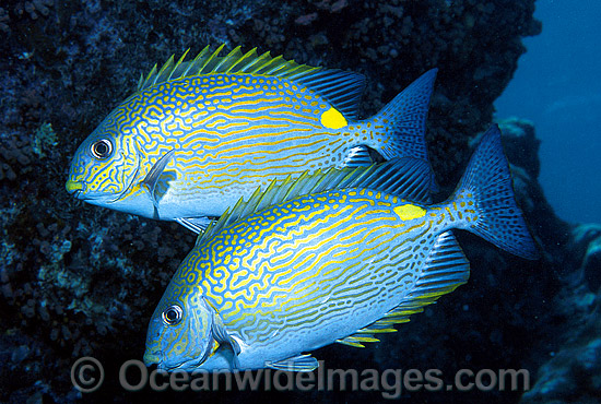 Lined Rabbitfish Siganus lineatus photo